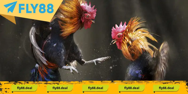 Đá Gà Thomo là địa điểm tổ chức vô số trận chiến hấp dẫn Đá Gà Thomo là địa điểm tổ chức vô số trận chiến hấp dẫn