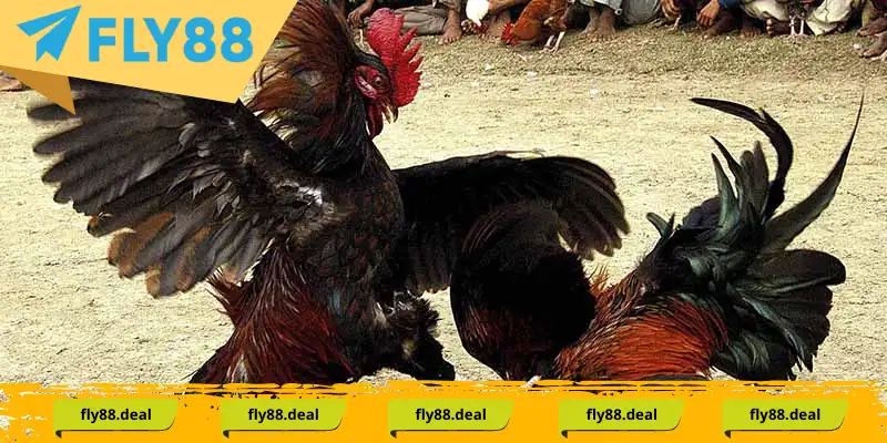 Theo dõi và đặt cược các trận Đá Gà Thomo chất lượng cao tại Hi88 Theo dõi và đặt cược các trận Đá Gà Thomo chất lượng cao tại Hi88