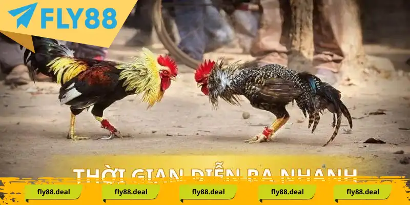 Các trận đấu gà cựa diễn ra rất nhanh chóng