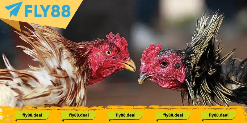 Cách chăm sóc chiến kê có vảy gà tứ quý chuẩn nhất